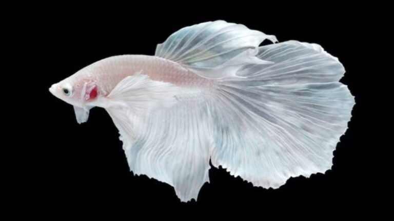 Discovering the Appeal of Giant Betta Fish: A Complete Guide to Their Care and Characteristics