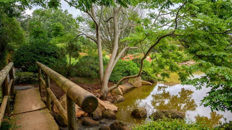 Native vs. Non-Native Trees in South Florida Landscaping: Striking the Right Balance