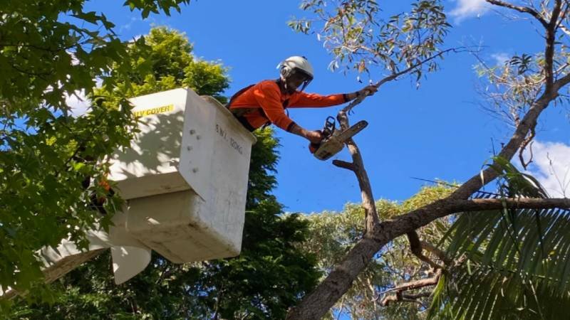 Common Tree Pruning Mistakes That Can Damage Mature Trees